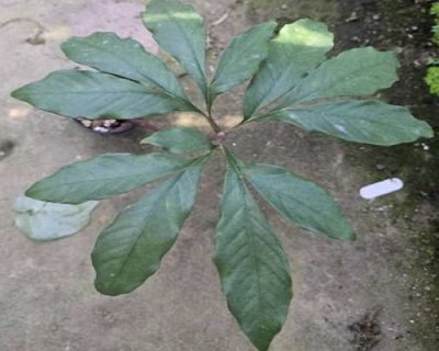 Amorphophallus gallowayi