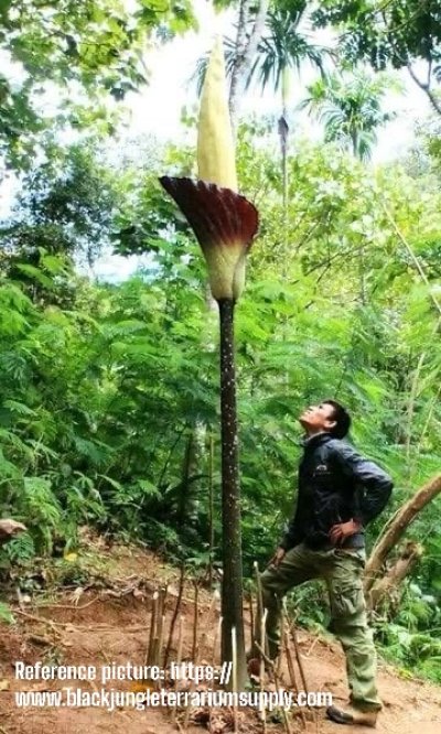 Amorphophallus gigas