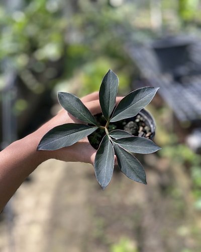 Amorphophallus josefbogneri