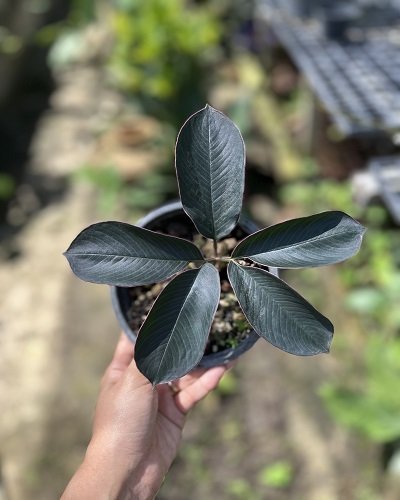 Amorphophallus josefbogneri