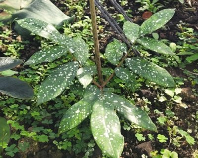 Amorphophallus lacourii