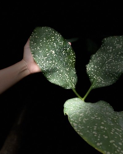 Amorphophallus lacourii