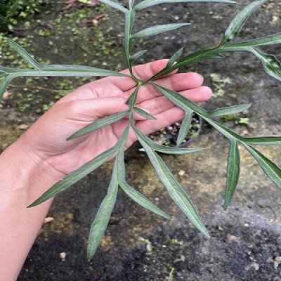 Amorphophallus linearis