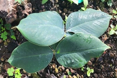 Amorphophallus macophyllus 'Pluto'
