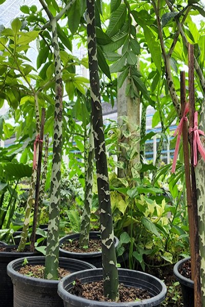 Amorphophallus maxwellii