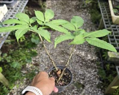 Amorphophallus maxwellii