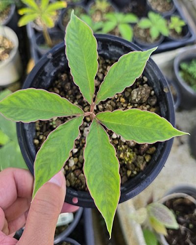 Amorphophallus mullerii