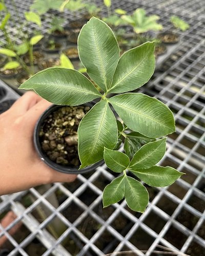 Amorphophallus myosuroides silver strip