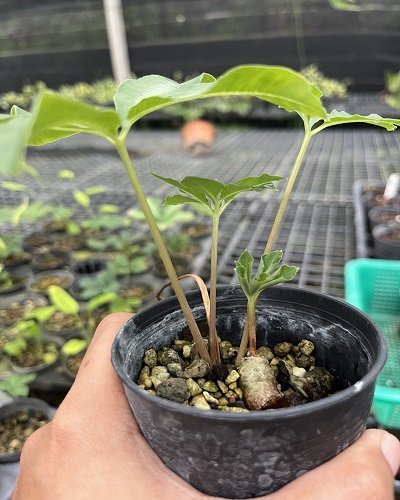 Amorphophallus myosuroides silver strip