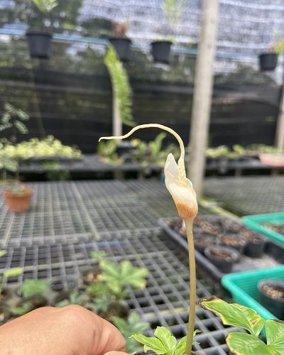 Amorphophallus myosuroides