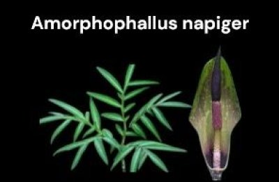 Amorphophallus napiger