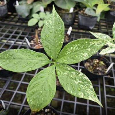 Amorphophallus natolii