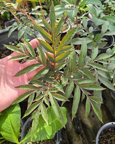Amorphophallus operculatus