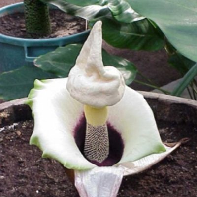 Amorphophallus prainii
