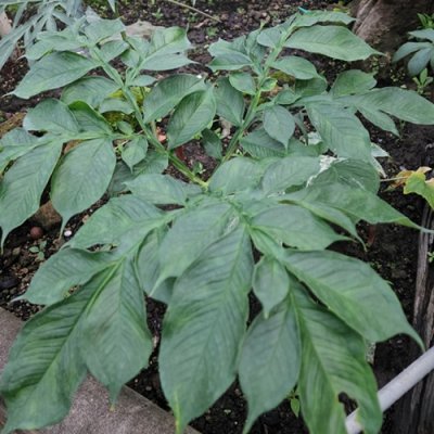 Amorphophallus saraburiensis