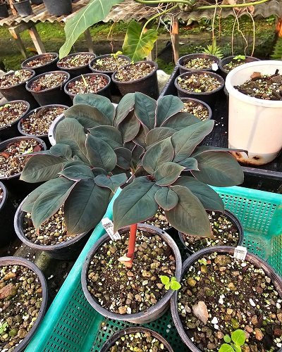 Amorphophallus saururus