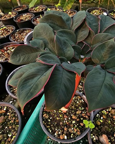 Amorphophallus saururus