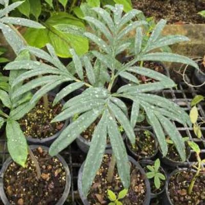 Amorphophallus sp. Silver