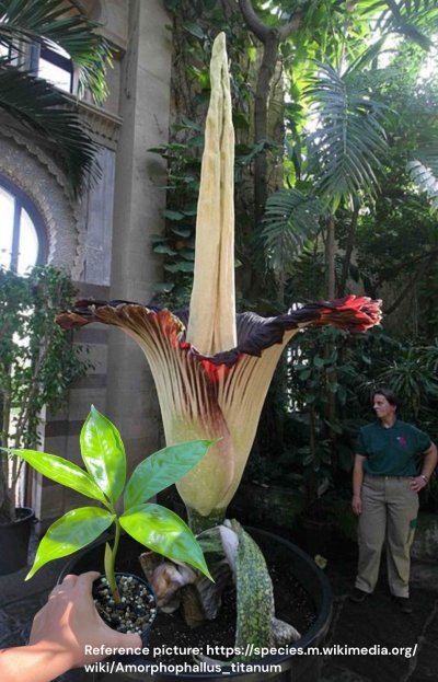 Amorphophallus titanum