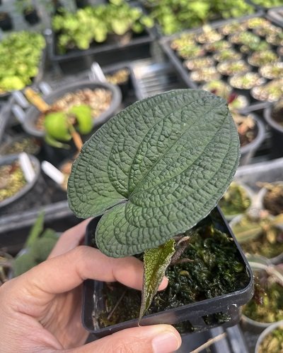 Anthurium clidemioides