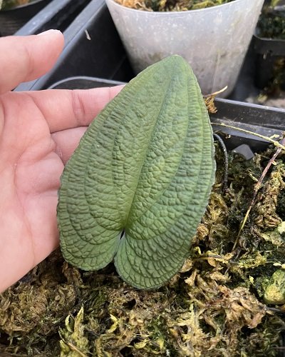 Anthurium clidemioides