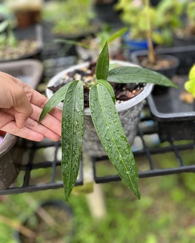 Anthurium wendlingeri (Jay Vannini Clone)