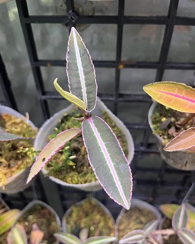 Ardisia sp.