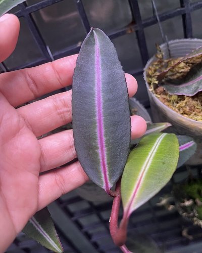 Ardisia sp.