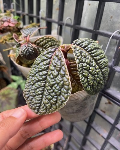 Ardisia sp. #6