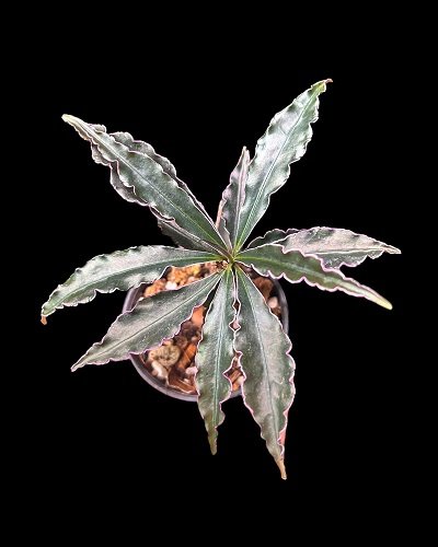Ardisia sp.