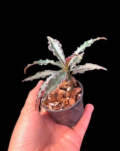 Ardisia sp.