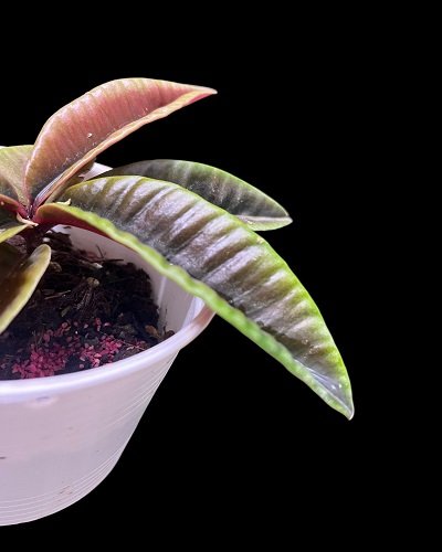 Ardisia sp.