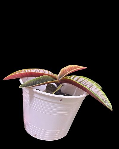 Ardisia sp.