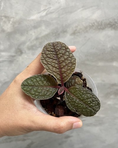 Ardisia sp.