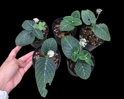 Argostema neurocalyx