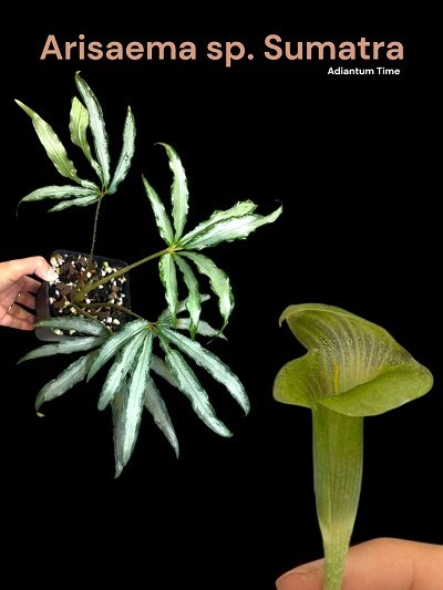 Arisaema sp. Sumatra