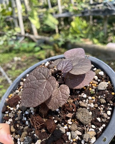Aristolochia atropurpurea