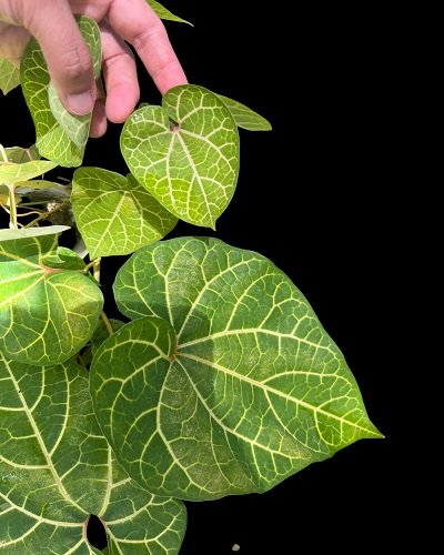 Aristolochia leuconeura