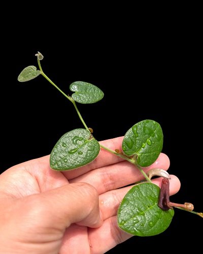 Aristolochia sp. Laos