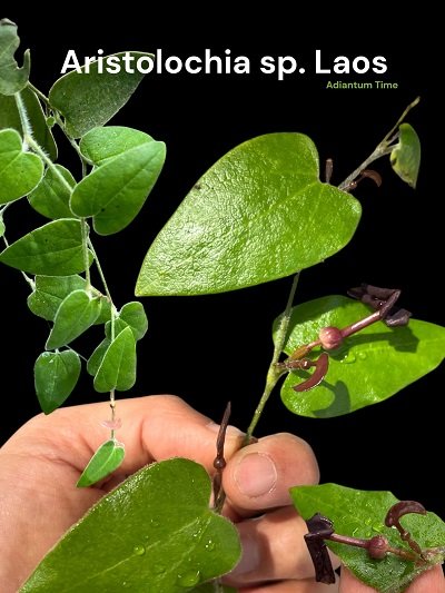 Aristolochia sp. Laos