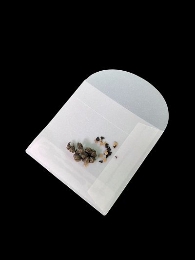 Aristolochia sp. Laos (Seeds)