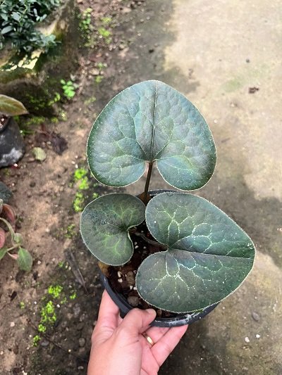 Asarum geophilum