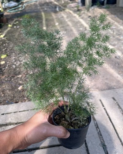 Asparagus sp.