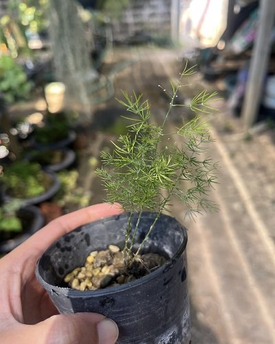 Asparagus sp.