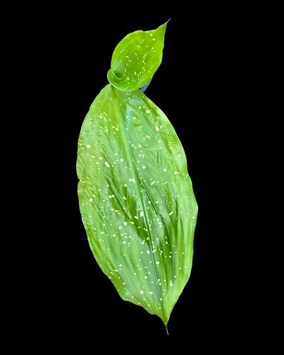 Aspidistra sp.