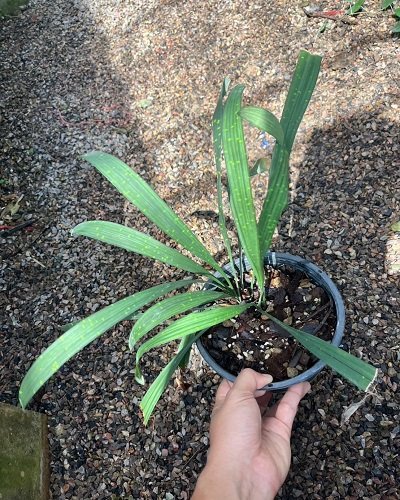 Aspidistra sp.