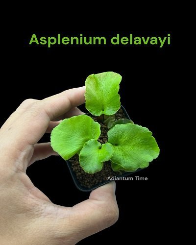 Asplenium delavayi