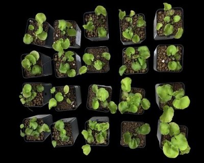 Asplenium delavayi