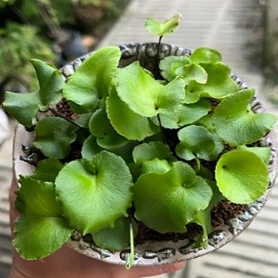 Asplenium delavayi