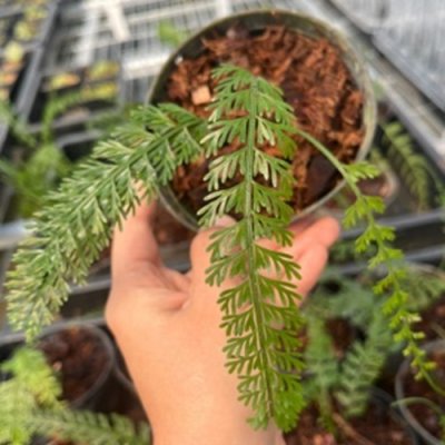 Asplenium prolongatum
